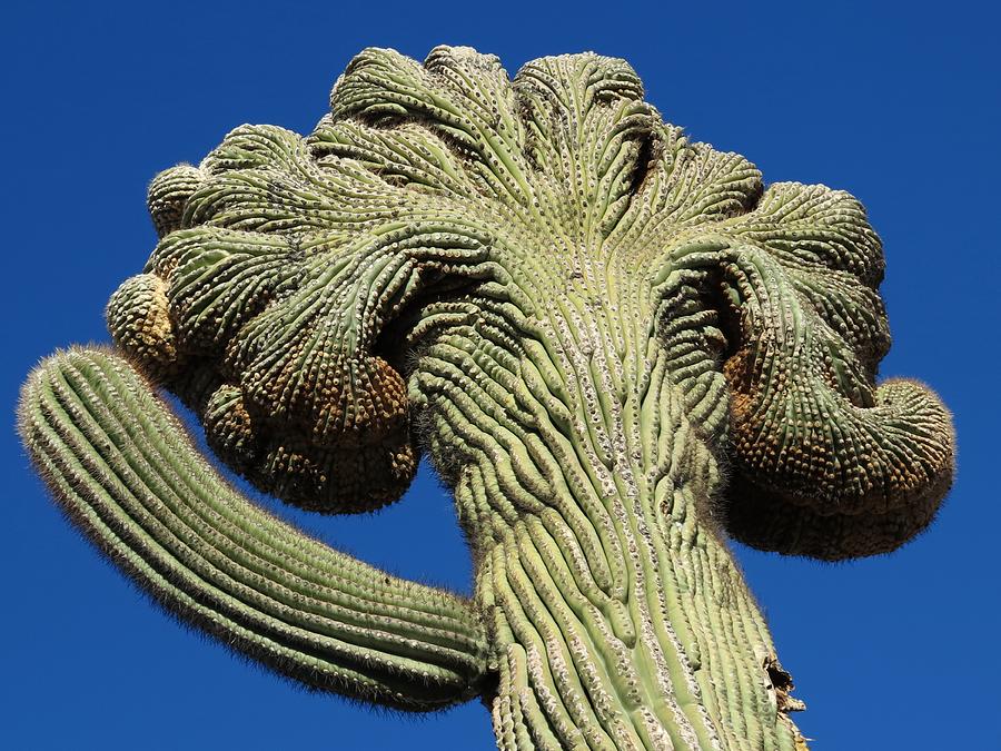 Crested Saguaro Photograph by Hazel Vaughn - Fine Art America