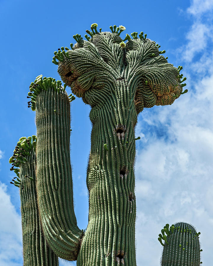 Crested Saguaro In Bloom-Vertical Photograph by Dale Balmer - Fine Art ...