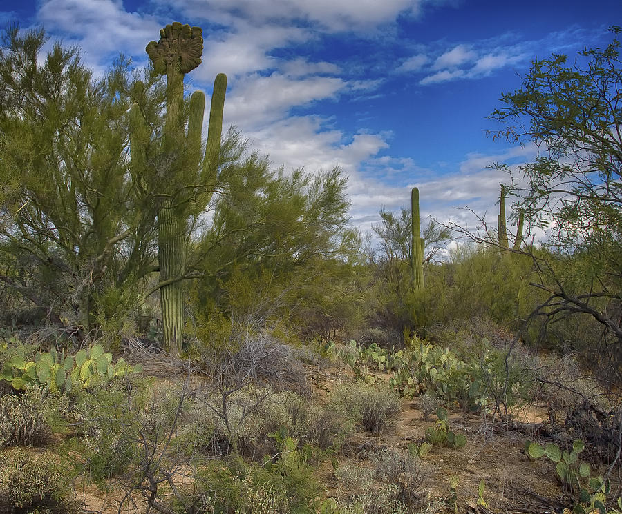 Crested Saguaro Photograph by James Charnesky - Fine Art America