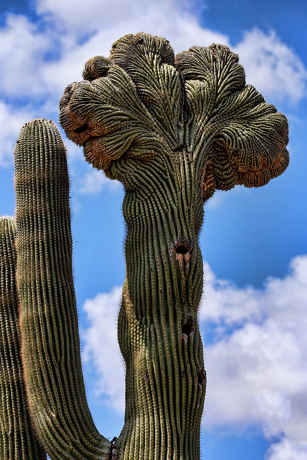 Crested Saguaro  Photograph by Saija Lehtonen