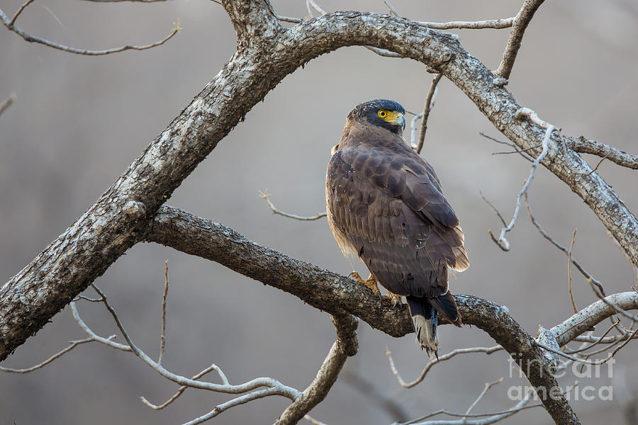 Crested Serpent Eagle, India Photograph by B. G. Thomson