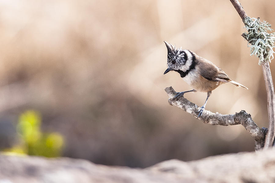 Crested Tit Photograph by Hernan Bua