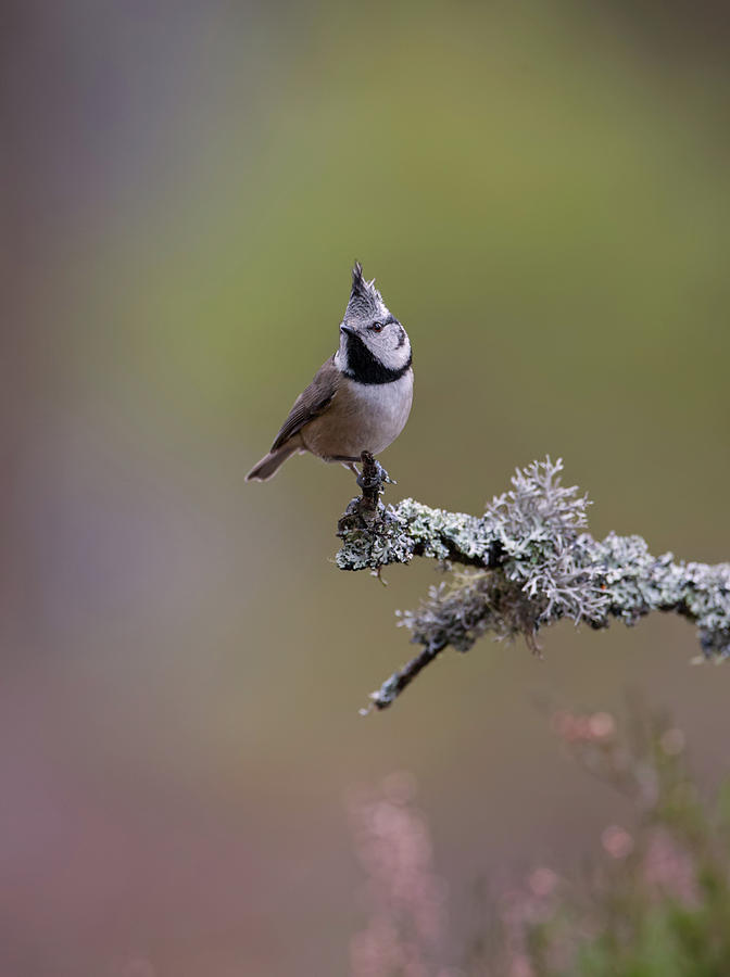 Crested Tit In Woodland Photograph by Pete Walkden