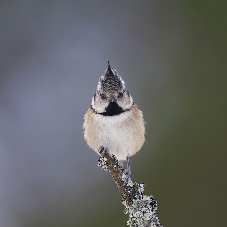 Crested Tit Photograph by Pete Walkden