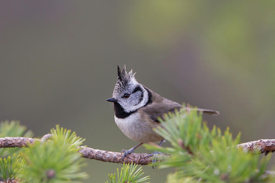 Crested Tit Pine Photograph by Pete Walkden