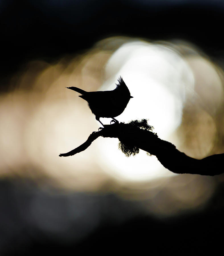 Crested Tit Silhouette Photograph by Pete Walkden