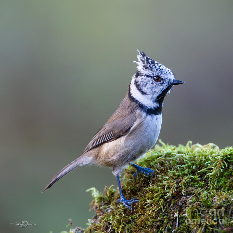 Crested Tit Photograph by Torbjorn Swenelius