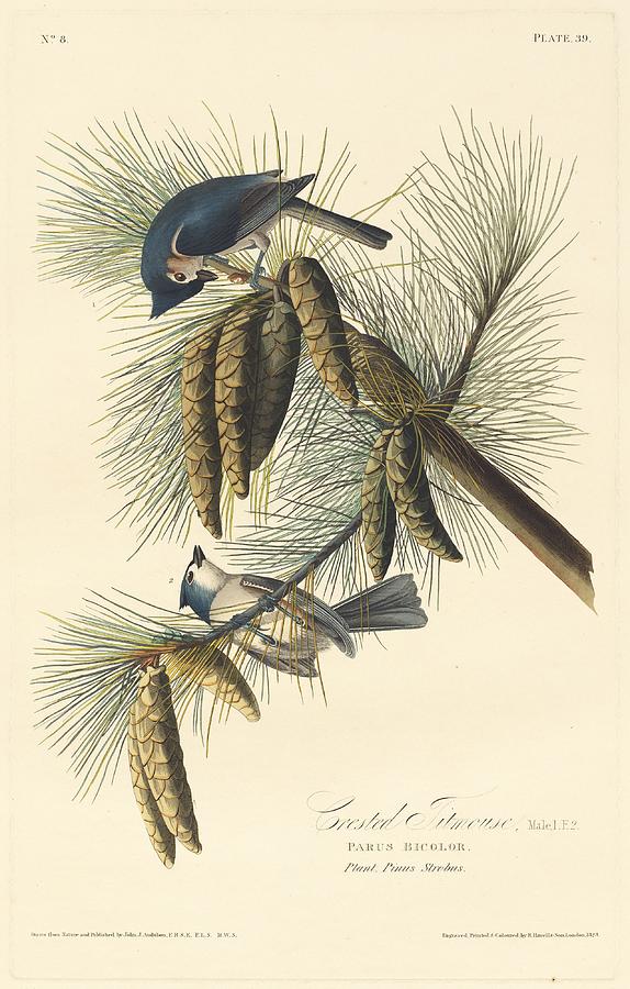 Crested Titmouse Drawing by Dreyer Wildlife Print Collections 