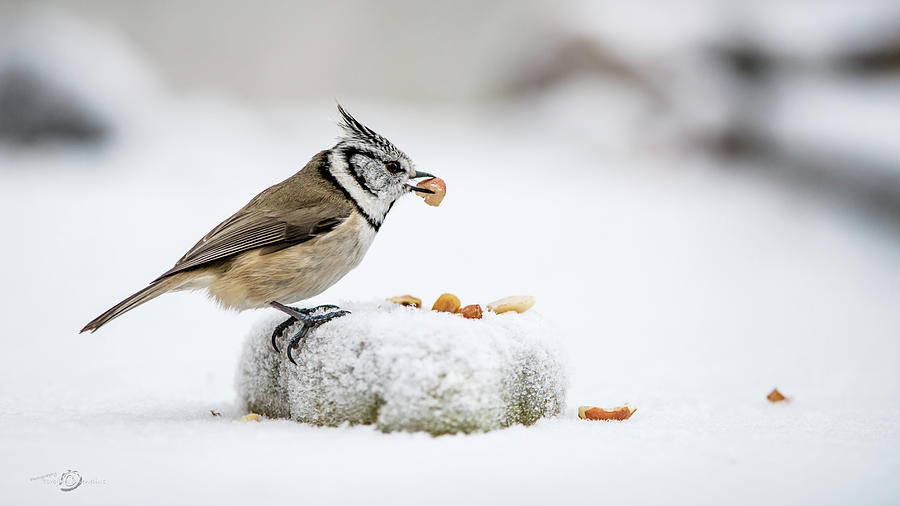 Crested Tits catch a peanut Photograph by Torbjorn Swenelius