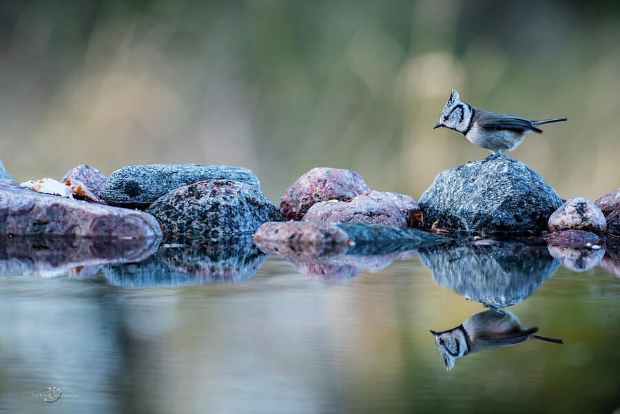 Crested Tits reflection Photograph by Torbjorn Swenelius