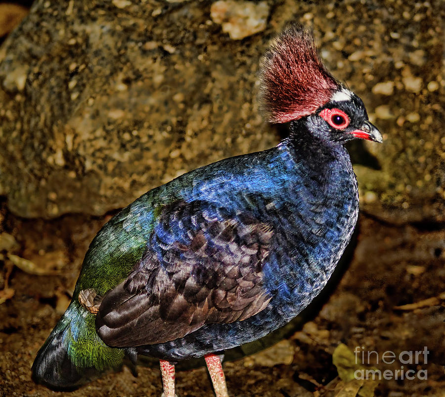 Crested Wood partridge Photograph by Steven Parker