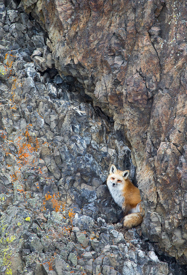 Crevice Fox Photograph by Max Waugh