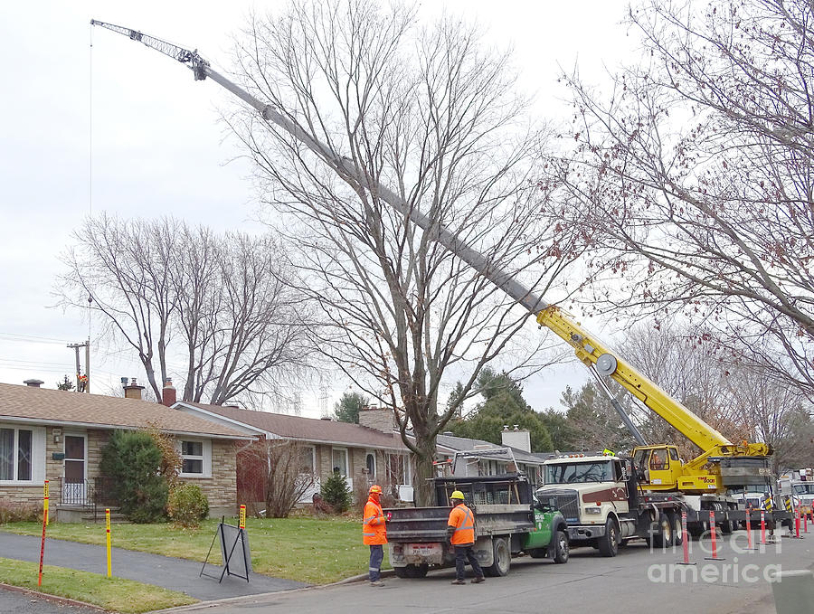 Crew Replacing Telephone Poles Photograph by Scimat
