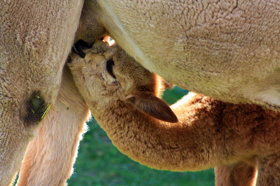 Cria feeding Photograph by David Matthews