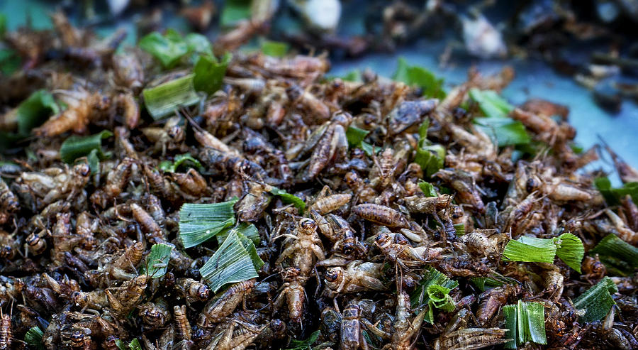 Street Food Photograph - Crickets Thailand by Jamie Cain