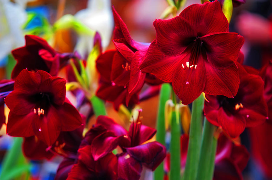 Crimson Amaryllis. Amsterdam Flower Market Photograph by Jenny Rainbow