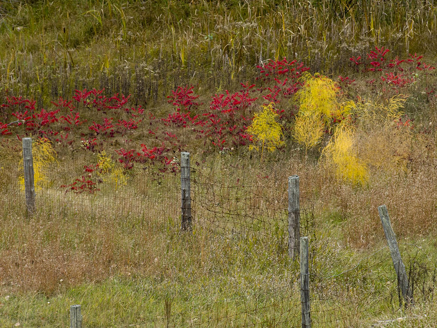 Fall Photograph - Crimson and Gold by Tara Lynn