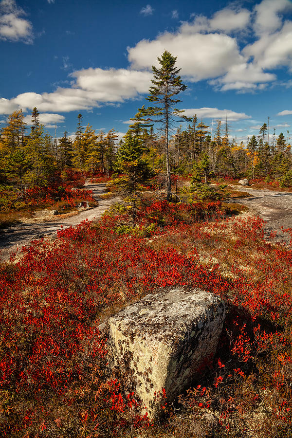 Crimson Autumn Barren Photograph by Irwin Barrett
