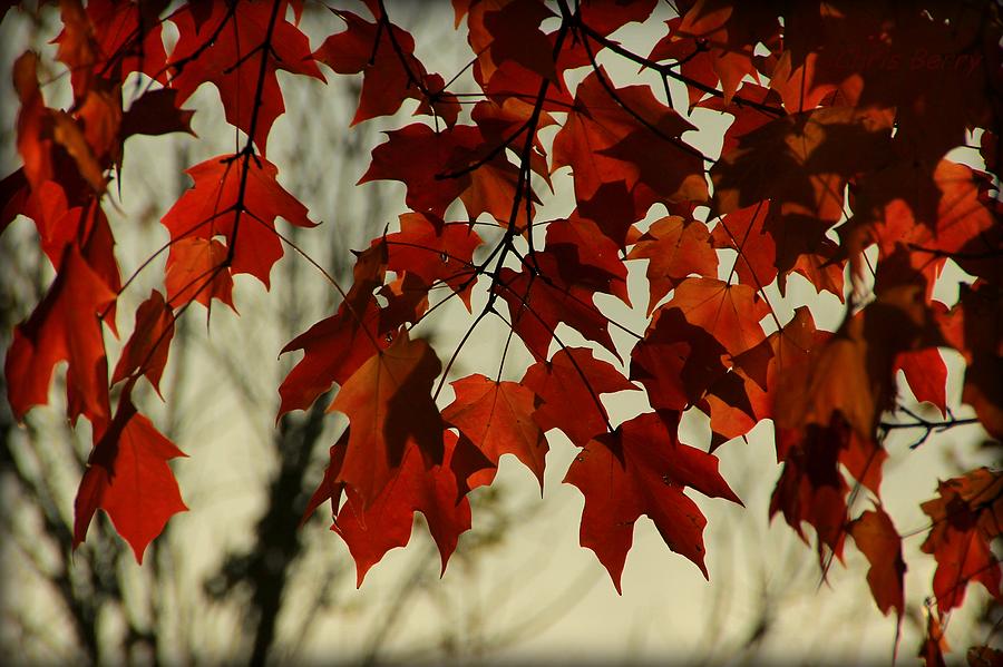 Crimson Red Autumn Leaves Photograph by Chris Berry