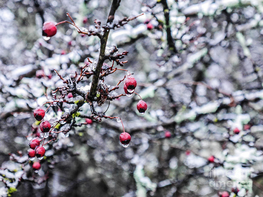 Crimson Berries in Winter Photograph by Lexa Harpell