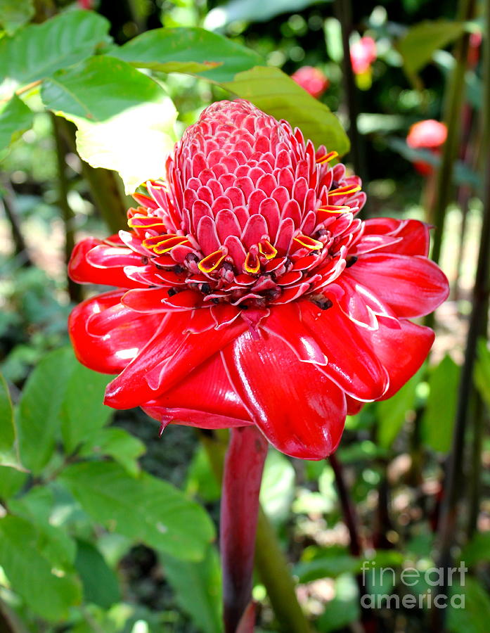 Crimson Bloom Photograph
