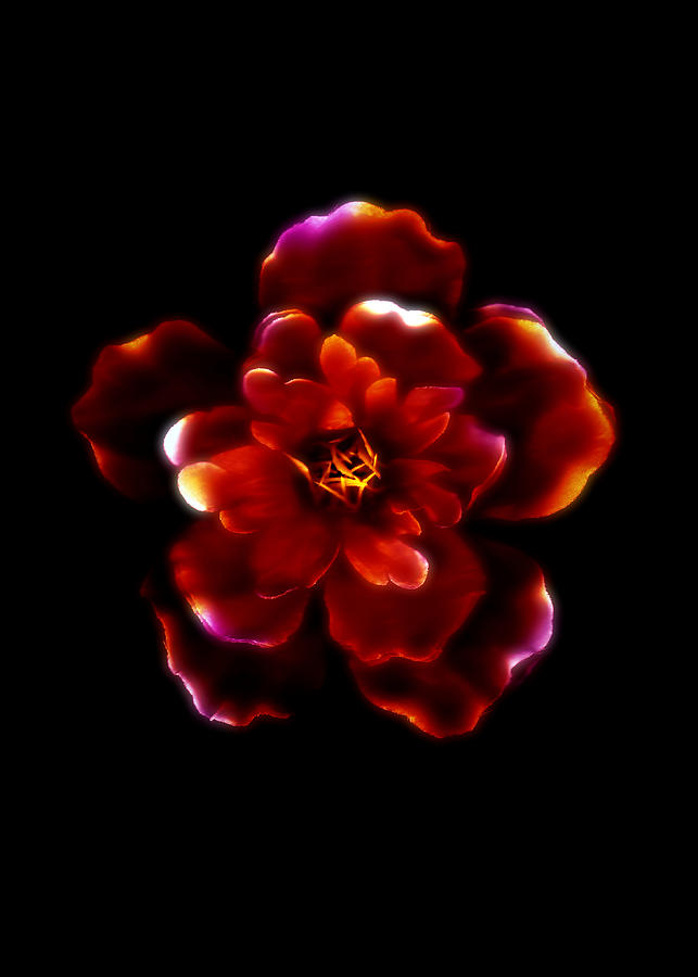 Rose Photograph - Crimson Bloom by Dolly Mohr