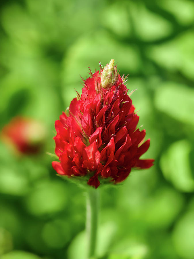 Crimson clover Photograph by Jouko Lehto