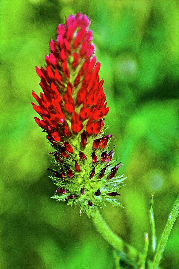 Crimson Clover on Harvard Street in Claremont, California   Photograph by Ruth Hager