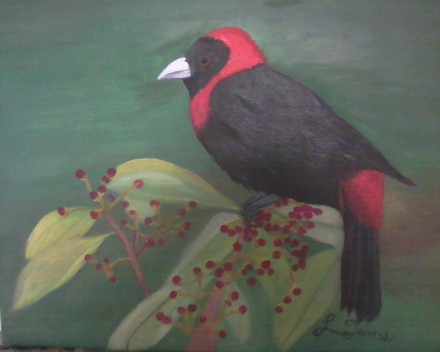 Red And Black Painting - Crimson-Collared Tanager by Lourdes Torres