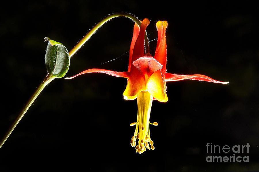 Crimson Columbine flower Hanging In There Photograph by Wernher Krutein