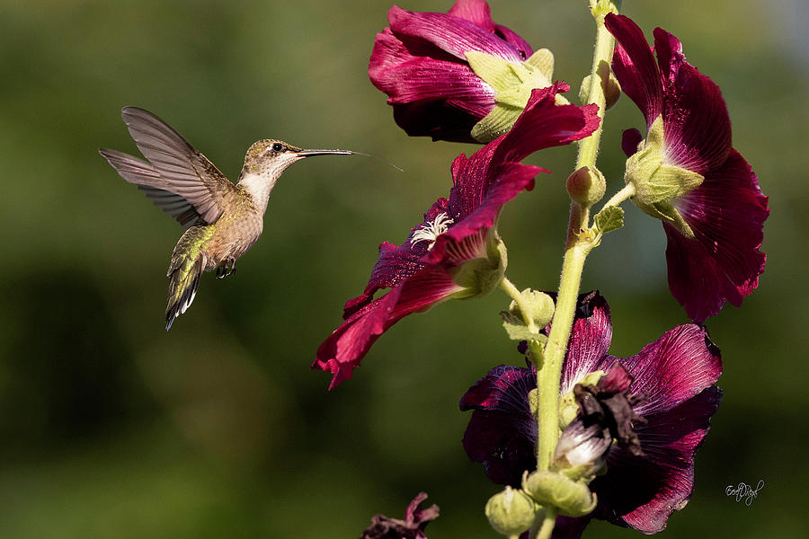 Hummingbird Photograph - Crimson Contemplation by Everet Regal