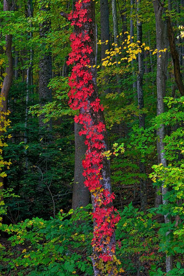 Crimson Creeper Photograph by Steve Luther