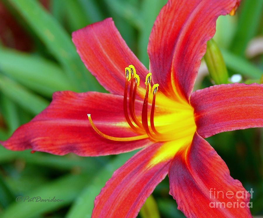 Crimson Day Lilly Photograph by Pat Davidson