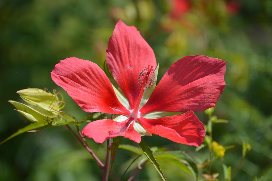 Crimson Flower