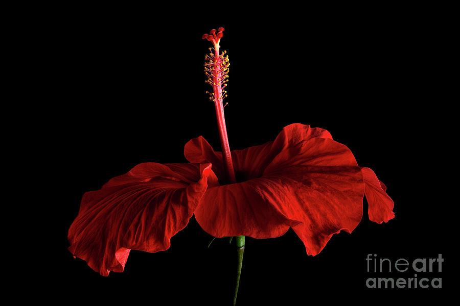 Flowers Still Life Photograph - Crimson Hibiscus by Ann Garrett