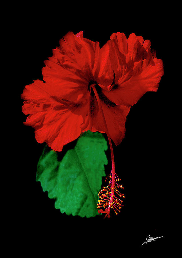 Crimson Hibiscus Photograph by Phil Jensen