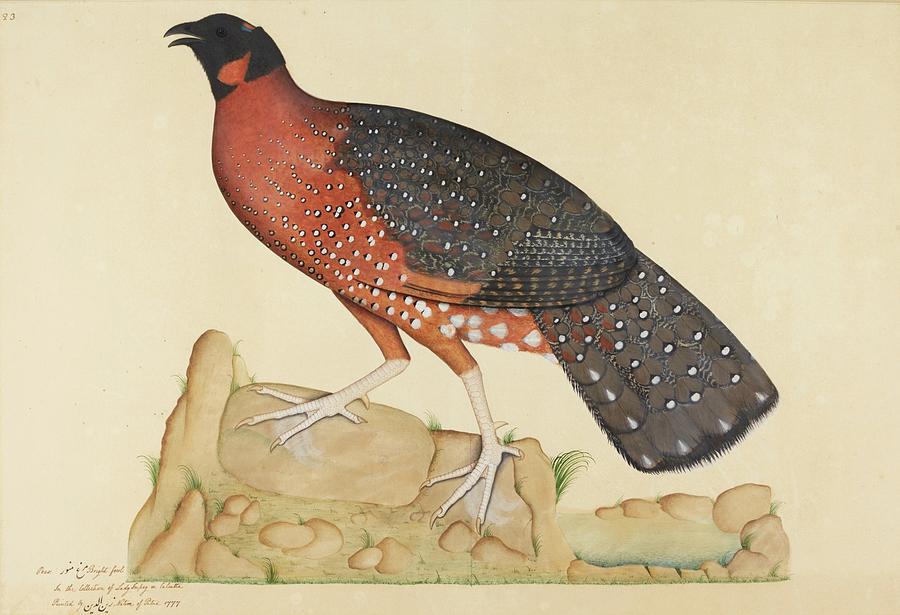 Crimson Horned Pheasant Painting by Shaykh Zayn al-Din