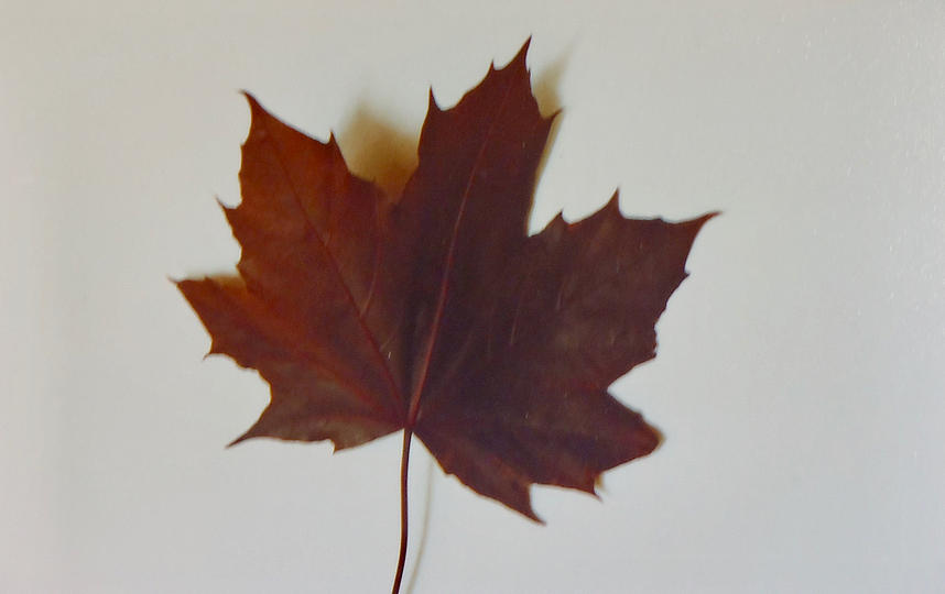 Crimson King Maple Leaf Painting by Troy Thomas - Fine Art America