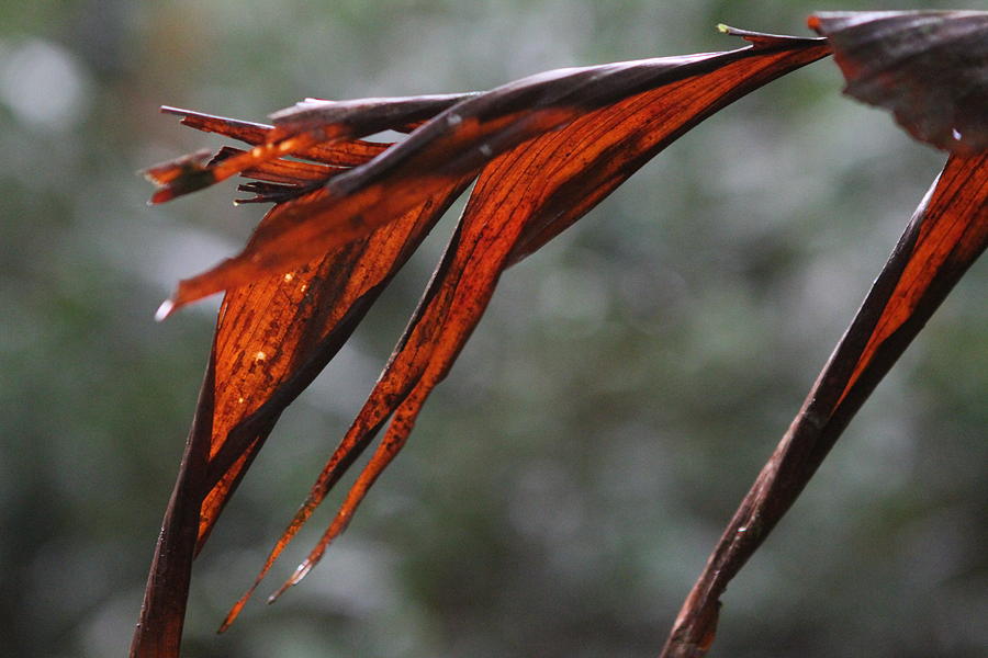 Crimson Leaf in the Amazon Rainforest Photograph by Brandy Little