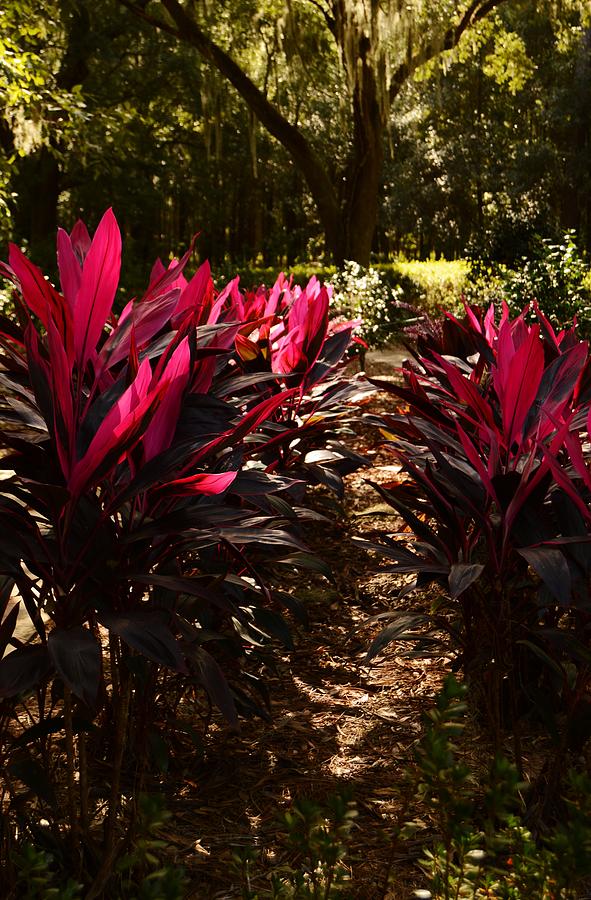 Crimson Leaves and Light Photograph by Warren Thompson