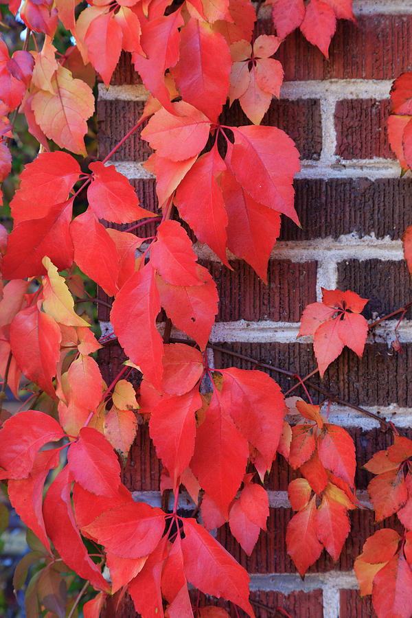 Crimson Leaves by David Chandler Crimson Leaves by David Chandler