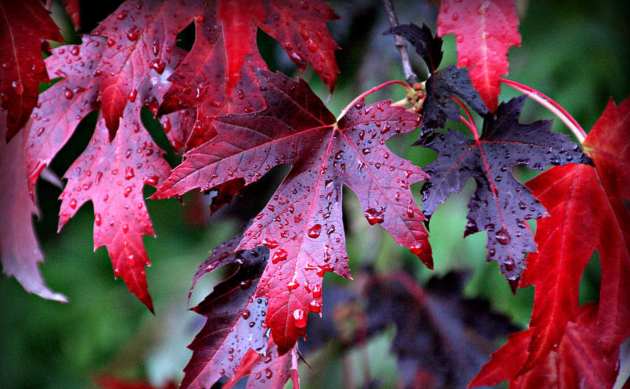 Crimson Leaves Photograph