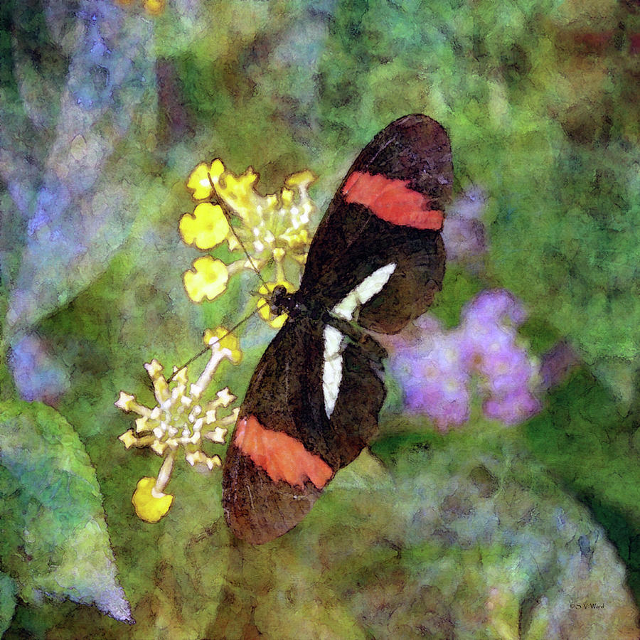 Crimson Longwing Butterfly 8231 IDP_2 Photograph by Steven Ward