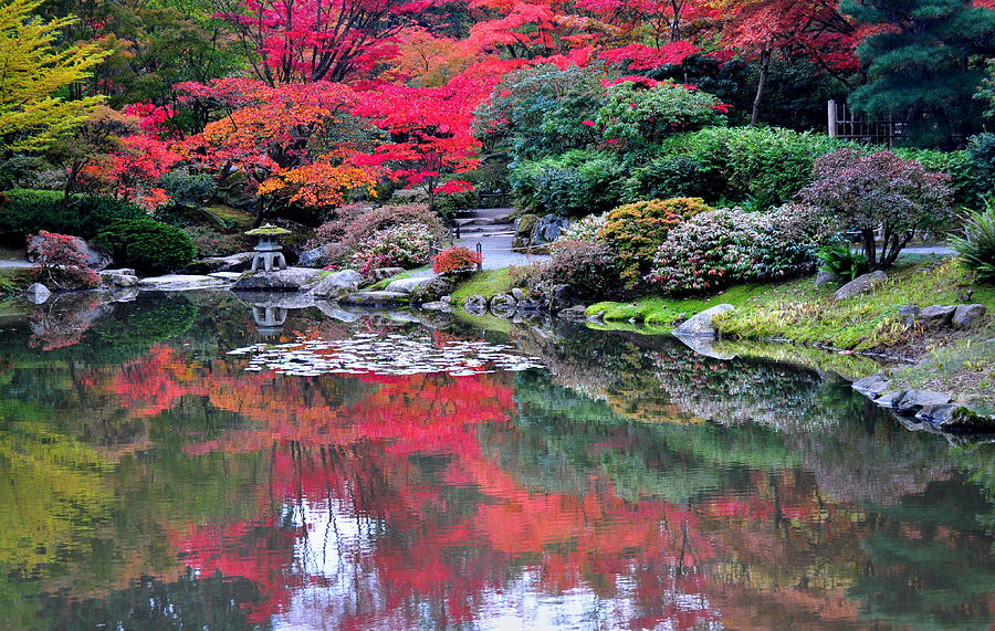 Crimson Maple Reflections Photograph by Emerita Wheeling