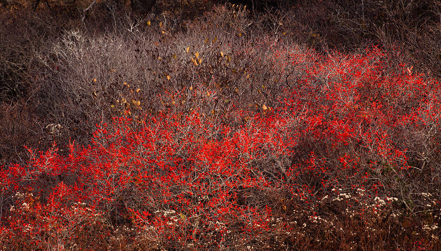 Crimson November #1 Photograph by Irwin Barrett