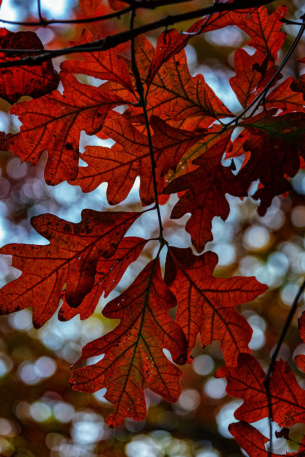 Fall Photograph - Crimson Oak by Rick Berk