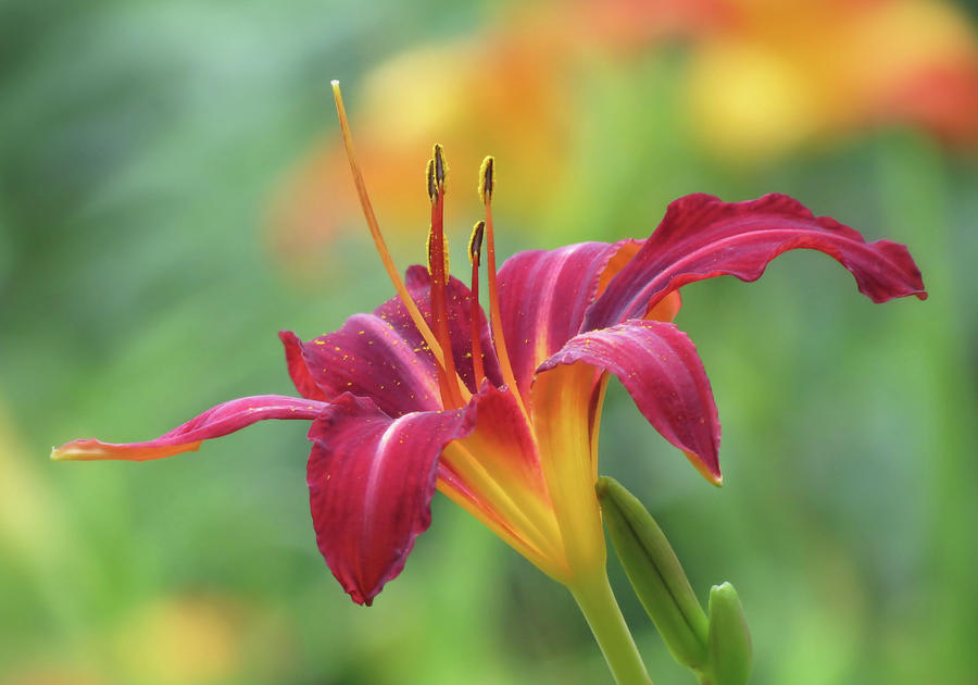Crimson Petals - Daylily - Cropped Photograph by MTBobbins Photography