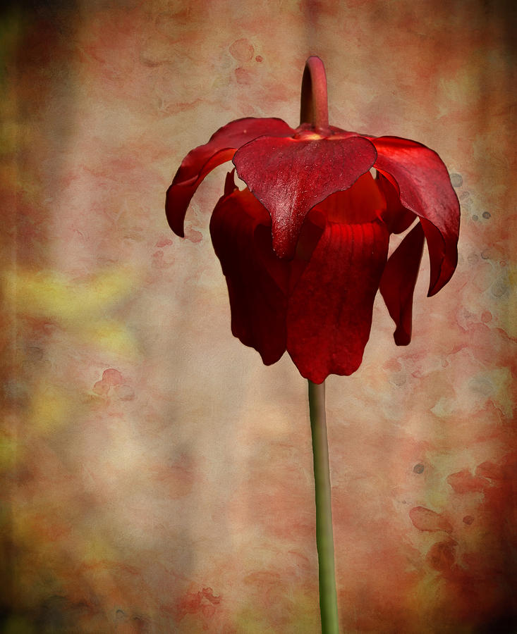 Crimson Pitcher Plant Photograph by Judy Vincent