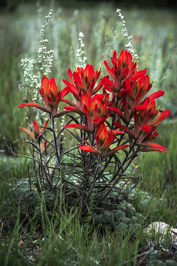 Crimson Red Indian Paintbrush Photograph by The Forests Edge Photography - Diane Sandoval