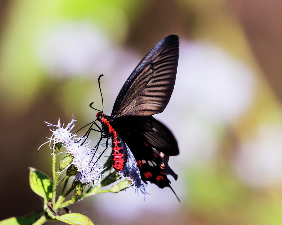 Crimson Rose butterfly beauty Photograph by Vishwanath Bhat